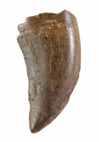 Bargain, Tyrannosaur Tooth - Montana #63131